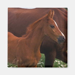 Arabisches Pferd neben Mutter Magnet