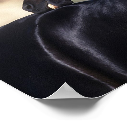 Arabisches Pferd Poster (Ecke)