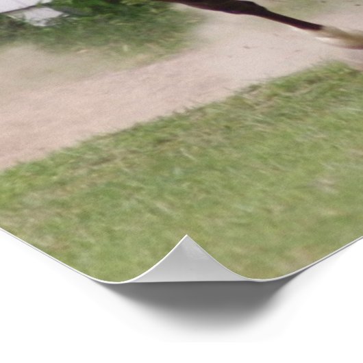 Arabisches Pferd Poster (Ecke)