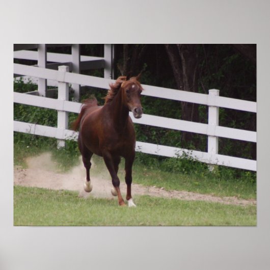 Arabisches Pferd Poster (Vorne)