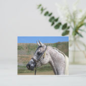 Arabisches Pferd Postkarte (Stehend Vorderseite)