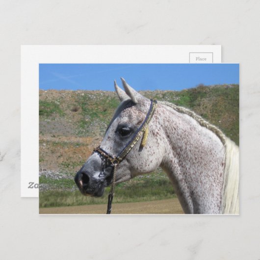 Arabisches Pferd Postkarte (Vorne/Hinten)