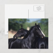 Arabisches Pferd Postkarte (Vorne/Hinten)