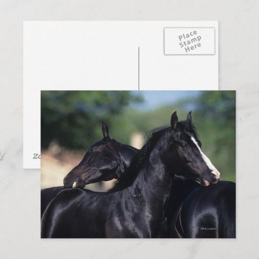 Arabisches Pferd Postkarte (Vorne/Hinten)