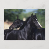 Arabisches Pferd Postkarte (Vorderseite)