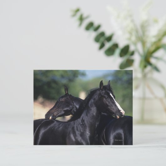 Arabisches Pferd Postkarte (Stehend Vorderseite)