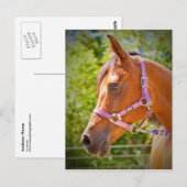Arabisches Pferd Postkarte (Vorne/Hinten)