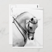 Arabisches Pferd Postkarte (Vorne/Hinten)