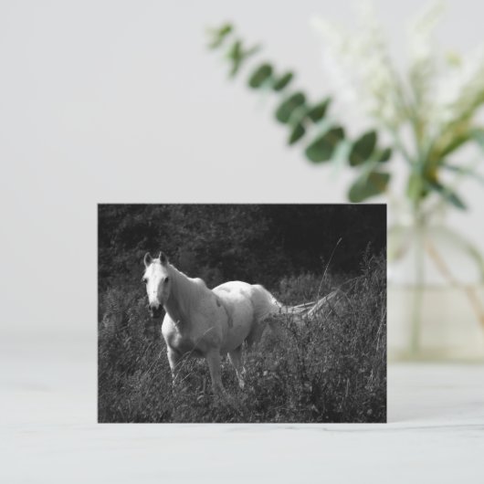 Arabisches Pferd Postkarte (Stehend Vorderseite)