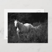 Arabisches Pferd Postkarte (Vorne/Hinten)