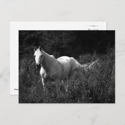 Arabisches Pferd Postkarte (Vorne/Hinten)