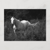 Arabisches Pferd Postkarte (Vorderseite)