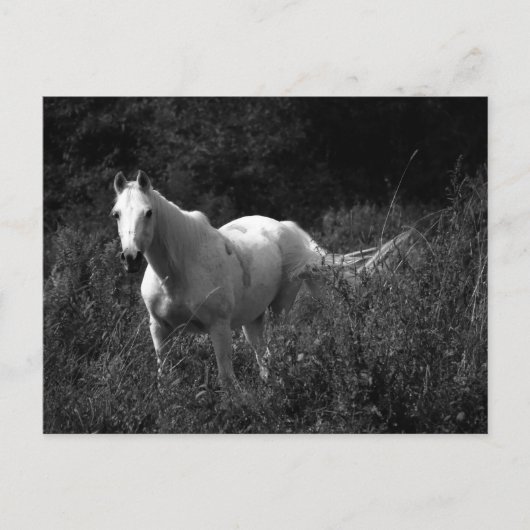 Arabisches Pferd Postkarte (Vorderseite)