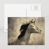 Arabisches Pferd Postkarte (Vorne/Hinten)