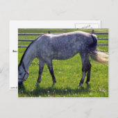 Arabisches Pferd Postkarte (Vorne/Hinten)