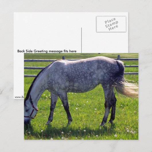 Arabisches Pferd Postkarte (Vorne/Hinten)