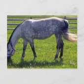 Arabisches Pferd Postkarte (Vorderseite)