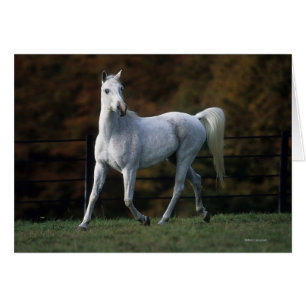 Arabisches Pferd Rennen 1