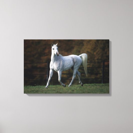 Arabisches Pferd Rennen 1 Leinwanddruck (Vorderseite)