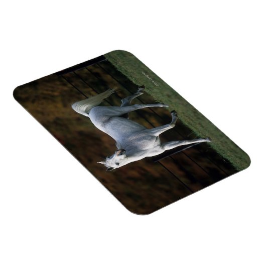 Arabisches Pferd Rennen 1 Magnet (Rechte Seite)