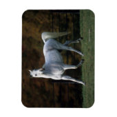 Arabisches Pferd Rennen 1 Magnet (Vertikal)