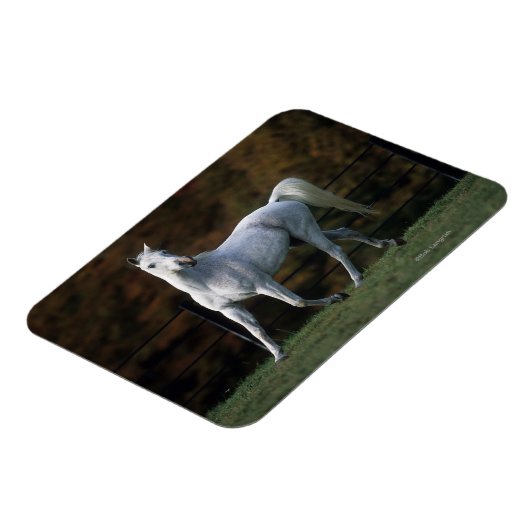 Arabisches Pferd Rennen 1 Magnet (Linke Seite)