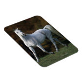 Arabisches Pferd Rennen 1 Magnet (Rechte Seite)
