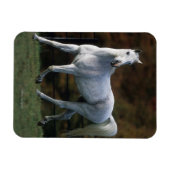 Arabisches Pferd Rennen 1 Magnet (Horizontal)