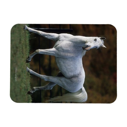 Arabisches Pferd Rennen 1 Magnet (Horizontal)