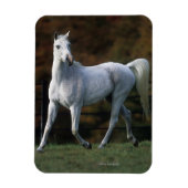 Arabisches Pferd Rennen 1 Magnet (Vertikal)