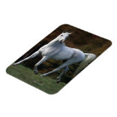 Arabisches Pferd Rennen 1 Magnet (Linke Seite)