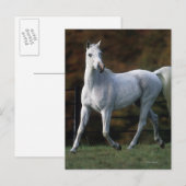 Arabisches Pferd Rennen 1 Postkarte (Vorne/Hinten)