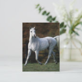 Arabisches Pferd Rennen 1 Postkarte (Stehend Vorderseite)