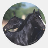 Arabisches Pferd Runder Aufkleber (Vorderseite)