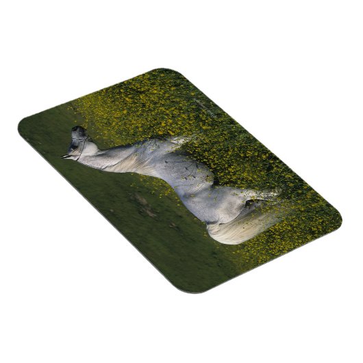 Arabisches Pferd Stehend in Blume Magnet (Rechte Seite)