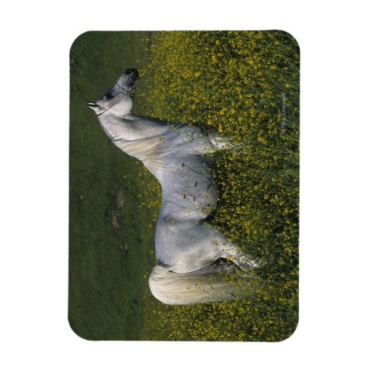 Arabisches Pferd Stehend in Blume Magnet (Vertikal)