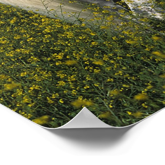 Arabisches Pferd Stehend in Blume Poster (Ecke)