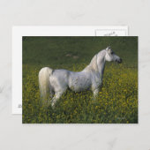 Arabisches Pferd Stehend in Blume Postkarte (Vorne/Hinten)