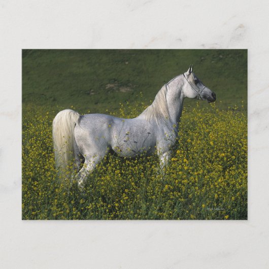 Arabisches Pferd Stehend in Blume Postkarte (Vorderseite)