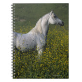 Arabisches Pferd stehend in den Blumen Notizblock (Vorderseite)