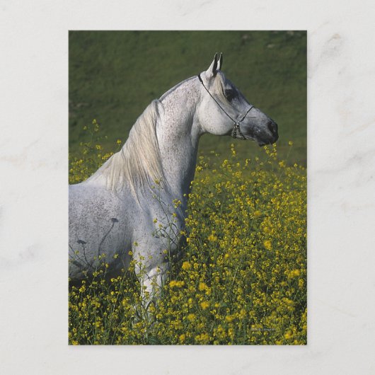Arabisches Pferd stehend in den Blumen Postkarte (Vorderseite)