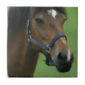 Arabisches Pferd stellt Fliese dar (Vorderseite)