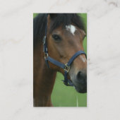 Arabisches Pferd stellt Visitenkarte dar (Rückseite)