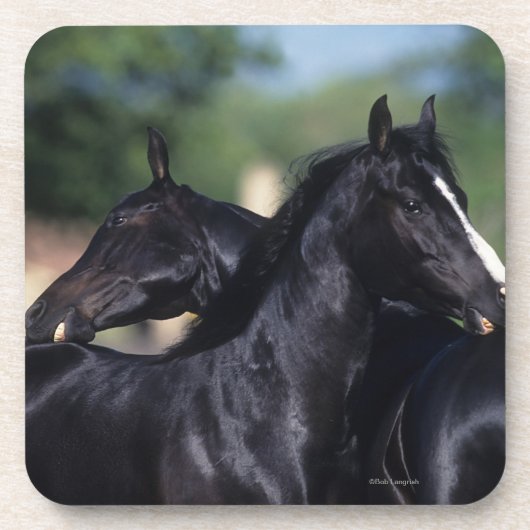 Arabisches Pferdeverkratzen Getränkeuntersetzer (Vorderseite)