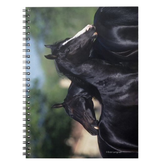 Arabisches Pferdeverkratzen Notizblock (Vorderseite)