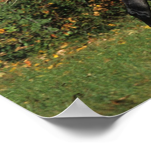 Arabs Running: Autumn Poster (Ecke)