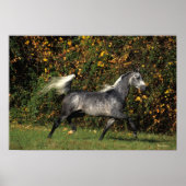 Arabs Running: Autumn Poster (Vorne)