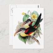 Aracari-Kraut Postkarte (Vorne/Hinten)