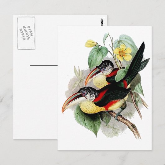 Aracari-Kraut Postkarte (Vorne/Hinten)