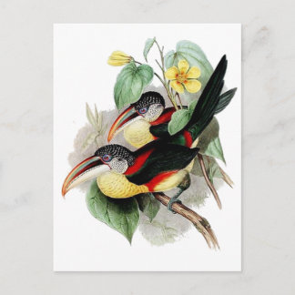 Aracari-Kraut Postkarte